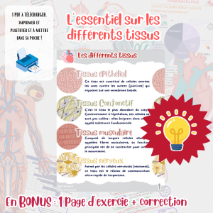Fiches COURS Les différents Tissus